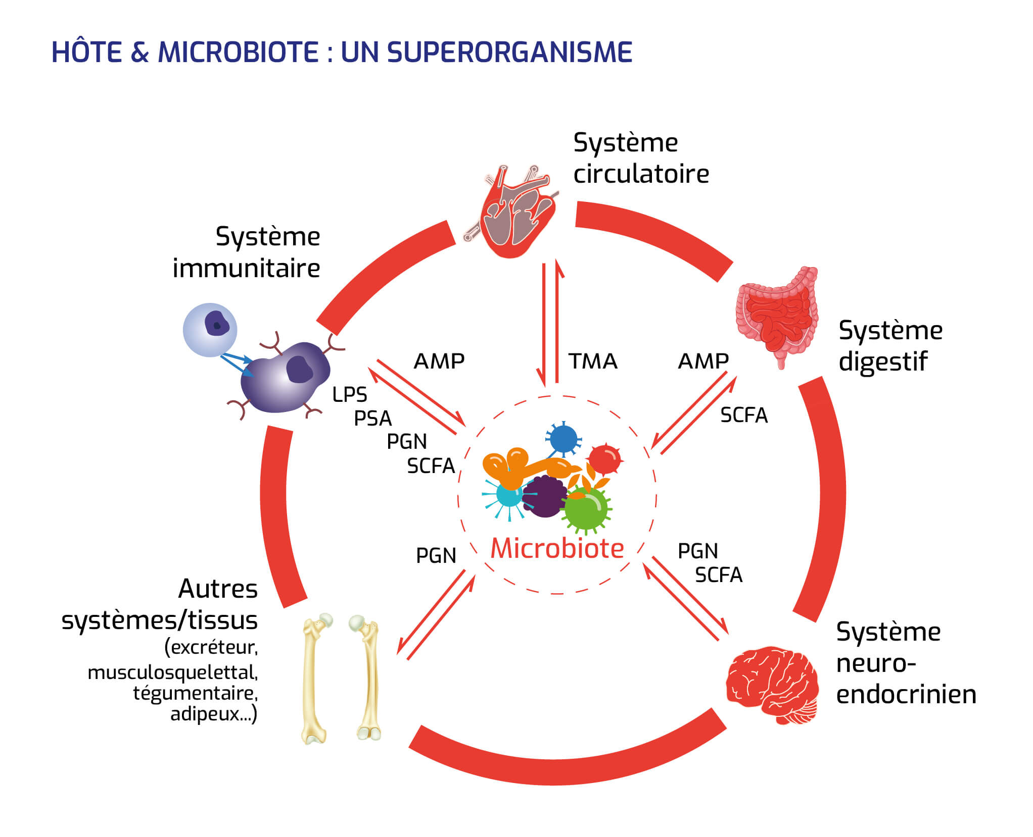 Le Microbiote | Leem